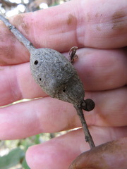 Protobalandricus spectabilis