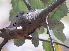 Protobalandricus spectabilis