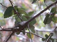 Protobalandricus spectabilis