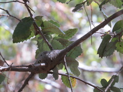 Protobalandricus spectabilis