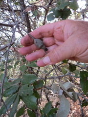 Protobalandricus spectabilis