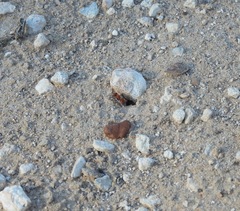 Pseudomethoca paludata