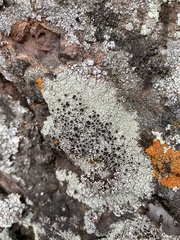 Lecanora argopholis