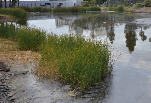 photo of Bulrushes And Cattails (Typha)