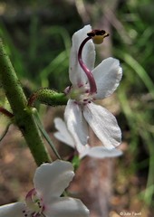 Stylidium diversifolium