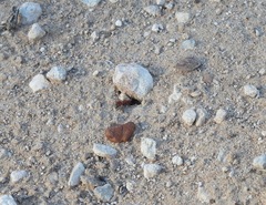 Pseudomethoca paludata