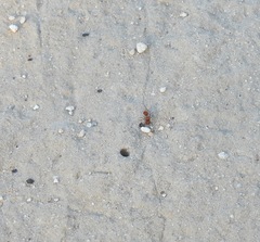 Pseudomethoca paludata