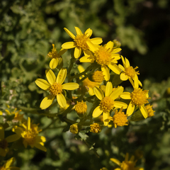 Cineraria lyratiformis
