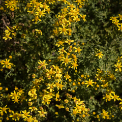 Cineraria lyratiformis