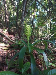 Tillandsia heliconioides