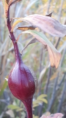 Gnorimoschema jocelynae