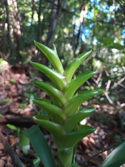 Tillandsia heliconioides