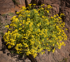 Cineraria lyratiformis