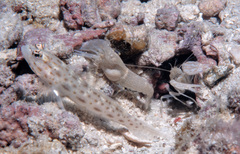 Alpheus ochrostriatus