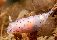 Goniobranchus thompsoni