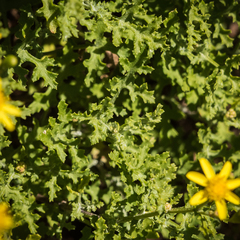 Cineraria lyratiformis