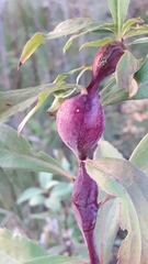 Gnorimoschema jocelynae