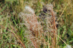 Schizachyrium microstachyum