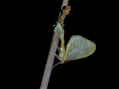 Operophtera rectipostmediana