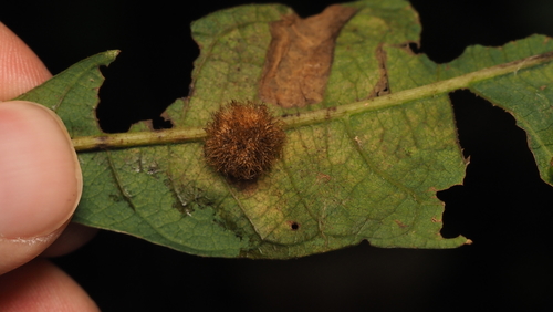 Acraspis villosa photo 3