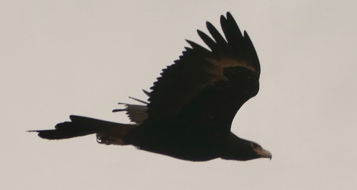 Wedge-tailed Eagle