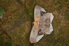 Chorodna metaphaearia