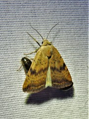 Micrathetis triplex