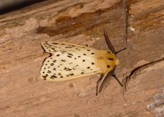 Eyralpenus testaceus