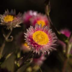 Helichrysum elegantissimum