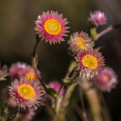 Helichrysum elegantissimum