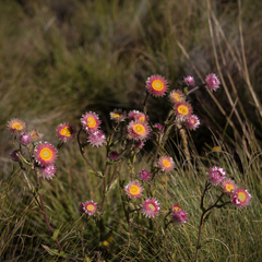 Helichrysum elegantissimum
