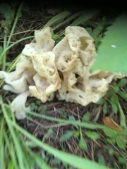 Sebacina sparassoidea