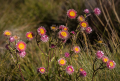 Helichrysum elegantissimum