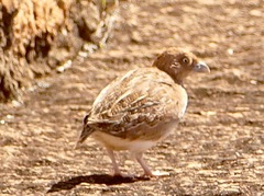 Turnix velox