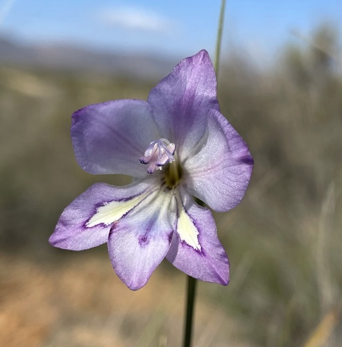 Image of Gladiolus inflatus by (c) Matt Berger, some rights reserved (CC BY)