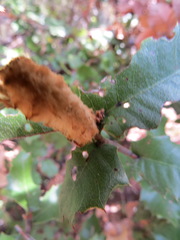 Heteroecus melanoderma