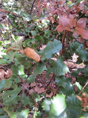 Heteroecus melanoderma