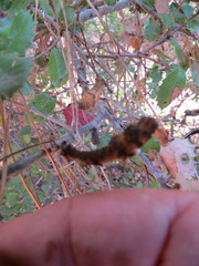 Heteroecus melanoderma