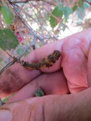 Heteroecus melanoderma