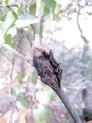Dryocosmus asymmetricus