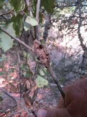Dryocosmus asymmetricus