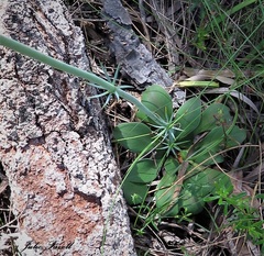 Stylidium diversifolium