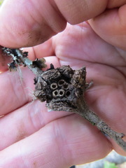 Dryocosmus asymmetricus
