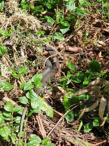 Lowlands Copperhead sighting
