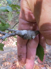 Dryocosmus asymmetricus