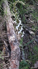 Stylidium diversifolium