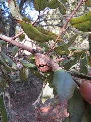 Dryocosmus asymmetricus