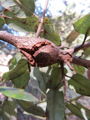 Dryocosmus asymmetricus