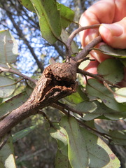 Dryocosmus asymmetricus