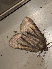 Amphipyra glabella
